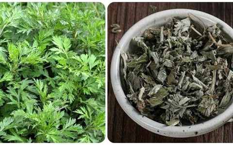5 tác dụng tuyệt vời của ngải cứu khô với sức khoẻ
