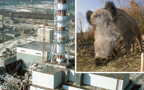 Thảm họa hạt nhân Chernobyl: Vì sao lợn rừng tại Tây Âu vẫn nhiễm phóng xạ sau 37 năm?