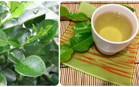 Uống nước lá chanh có tốt không?