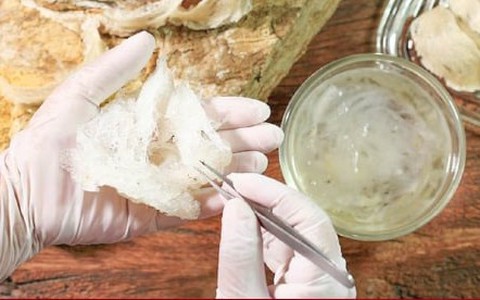 Cách phân biệt tổ yến thật và tổ yến giả