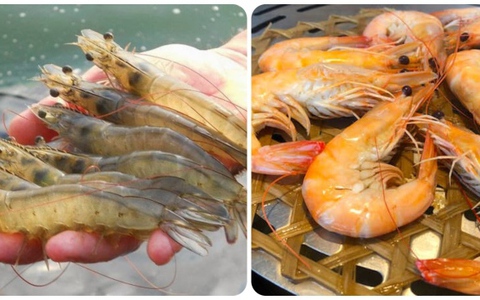 4 lưu ý cần biết khi ăn tôm để tránh rước 'cả ổ vi khuẩn' vào người