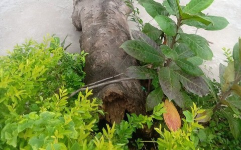 Phú Yên: Cây phượng trong trường tiểu học gẫy gốc, 4 học sinh bị thương