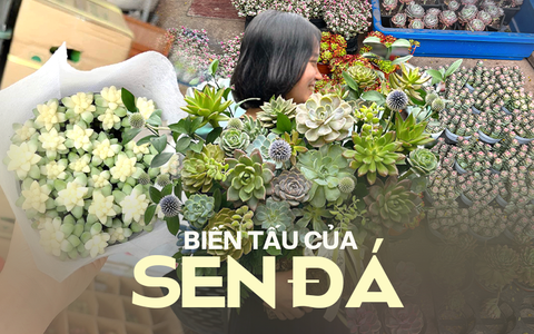 Xu hướng chơi sen đá ngày càng “ngốn tiền” của hội chị em, đến đám cưới người nổi tiếng cũng tiêu tốn không ít vì đẹp như hoa nhập