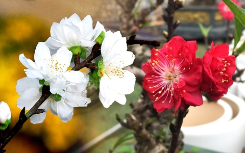 Đón xuân về, dân sành chơi hoa Tết đều biết đến 5 loại đào này, có loại giá bán lên đến cả trăm triệu