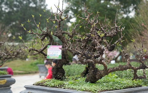 Chiêm ngưỡng những cây đào truyền thống ở Hà Nội lần đầu tiên "dự thi sắc đẹp"