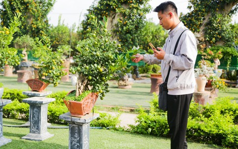 Quất mini độc lạ, khách sẵn sàng bỏ cả chục triệu mua về chơi Tết