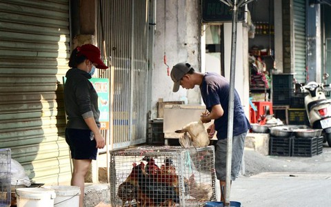 Nguy cơ H5N1 xâm nhập, bùng phát