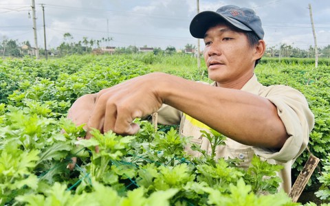 Thủ phủ hoa cúc miền Trung vào vụ Tết, nông dân bội thu
