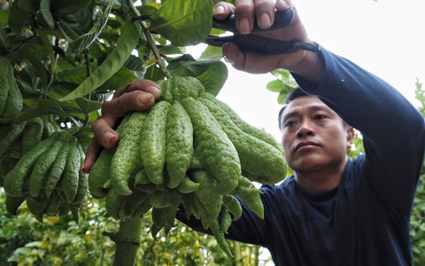 Hà Nội: Người dân rục rịch thu hoạch phật thủ dịp cuối năm