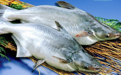 Những loại cá dễ nhiễm ký sinh trùng