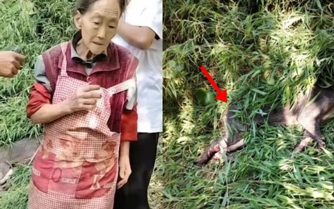 Cụ bà 77 tuổi vung liềm tiêu diệt con lợn rừng từng làm 4 người bị thương