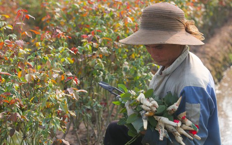 Nông dân làng hoa Mê Linh mất mùa 20/10, "mót" từng bông hồng để bán