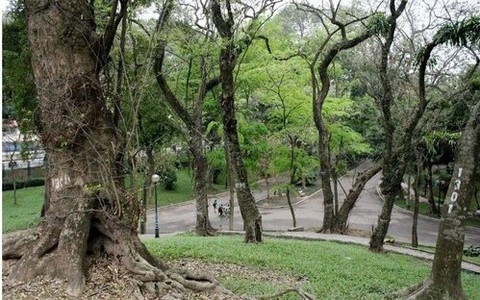 Ngọn núi ở Hà Nội có loài cây là "vàng lộ thiên", mỗi cá thể gắn mã QR, lắp camera bảo vệ nghiêm ngặt