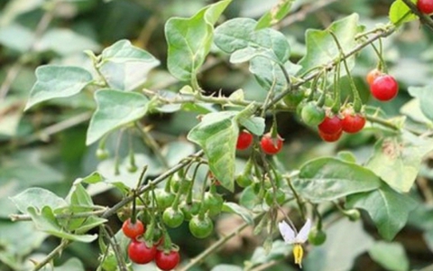 Một cháu bé ở Quảng Bình tử vong sau khi ăn cà gai leo ở trên rừng