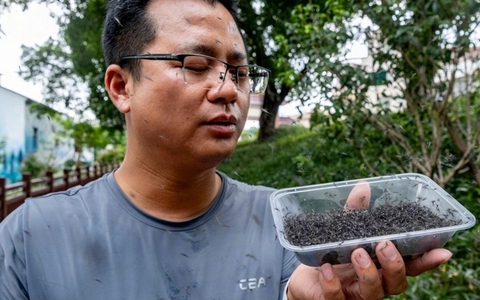 Thả hàng trăm ngàn con muỗi đực triệt sản chống sốt xuất huyết