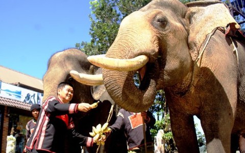 Người sở hữu nhiều voi nhất Việt Nam đã khuất núi