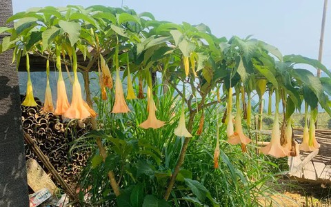 Hai người ngộ độc do ăn hoa chuông