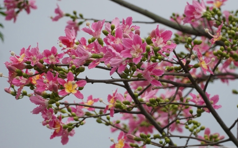 Hà Tĩnh có mỹ nhân