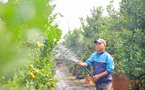 Quất chuyển sắc vàng, nhà vườn Tứ Liên tất bật cho vụ Tết