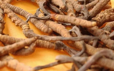 Loại “sâu khô” giá 2,5 tỷ đồng/kg được săn lùng làm quà biếu Tết