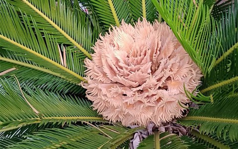 Vì sao người xưa nói 'vạn tuế nở hoa tài lộc đua nhau đến'?