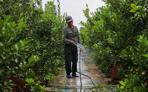 Bị bão lũ lịch sử tàn phá, đào, quất cảnh Hà Nội có kịp đón Tết Nguyên đán?