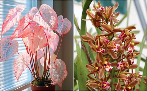 Thợ trồng hoa chỉ ra 7 loại hoa được đánh giá là đắt và khó chăm, không "mát tay" thì tốt nhất đừng mua