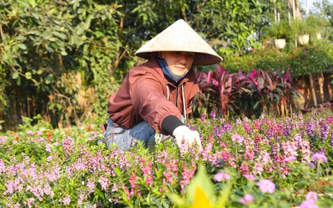 Mưu sinh ở làng hoa mong Tết ấm