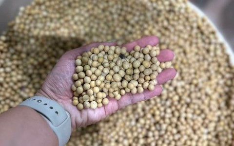 Loại hạt được ví như ‘thịt không xương’, tốt cho sức khỏe tim mạch
