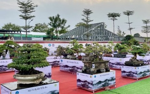 Vườn cây cảnh chục tỷ đồng ở Bình Định khiến dân sành chơi Hà Nội choáng váng