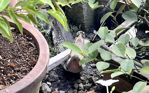 Phát hiện cá sấu bò trong vườn, người dân hô hoán bắt giữ