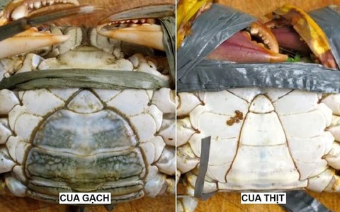 Cách phân biệt cua gạch và cua thịt