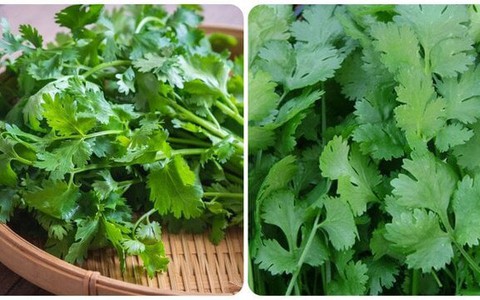 Tác dụng của rau mùi - loại rau gia vị không thể thiếu trong mâm cơm ngày Tết