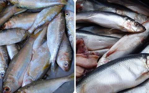 Các loại cá biển ngon, giàu dinh dưỡng nên mua khi đi chợ
