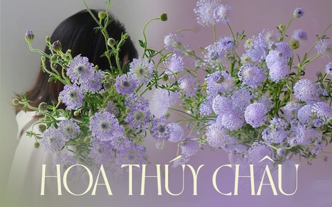 Hoa thúy châu tím bất ngờ "lên xu hướng", hội chị em ráo riết kiếm tìm vì lý do đặc biệt này