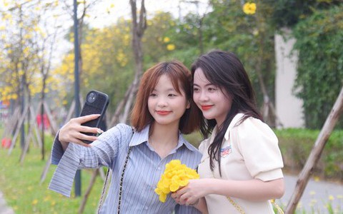 Giới trẻ Hà thành thích thú check in ở đường hoa phong linh nở vàng