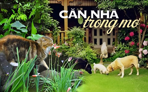 Ngôi nhà nhỏ nằm ở góc phố bình yên trong thành phố lớn khiến ai đi qua cũng phải dừng lại để ngắm nhìn