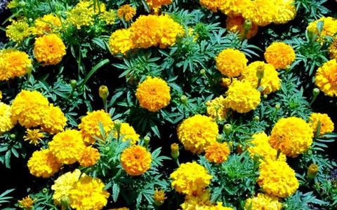 Tại sao cúc vạn thọ đẹp, tên ý nghĩa nhưng không được đặt lên bàn thờ?