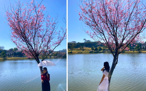 Cây mai anh đào hot nhất Đà Lạt lúc này: Vị trí đắc địa, ôm trọn vẻ đẹp của xứ sở ngàn hoa