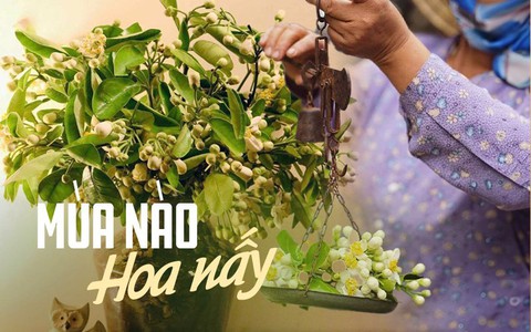 "Tháng 3 hoa bưởi", chị em đừng quên thú chơi tao nhã đầy hoài niệm của Hà Nội chỉ có ở mùa này nhé!
