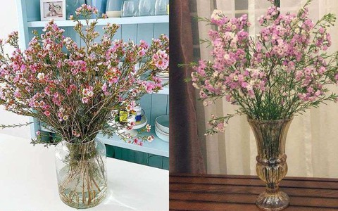 Loài hoa chưa đến 40.000 đồng 1 bó chơi được cả tháng, mua 1 bó được 2 bình về chưng Tết rực rỡ