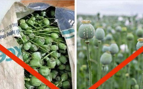 Công khai rao bán quả thuốc phiện