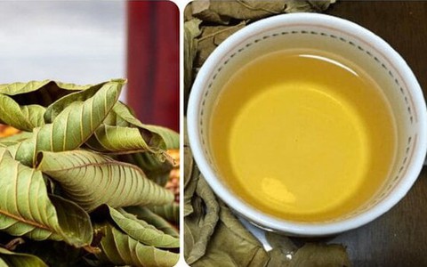 Lá một loại quả pha nước là 'thuốc' bổ tim, kiểm soát đường huyết hiệu quả