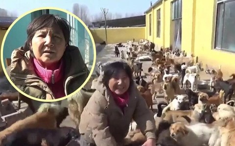 Người phụ nữ gánh nợ gần 2 tỷ đồng để cứu hàng nghìn chó mèo hoang