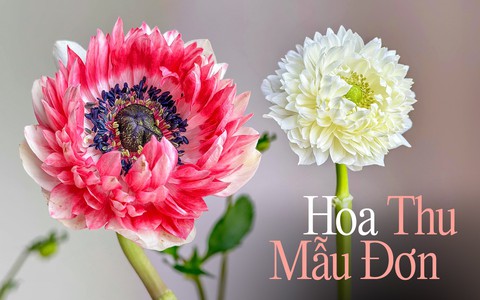 Hội chị em "phát sốt" với loài hoa mang vẻ đẹp ngọt như kẹo, lại có tác dụng chữa bệnh