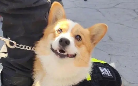 Chó Corgi cảnh sát đầu tiên ở Trung Quốc: Chân ngắn, ngây thơ nhưng điêu luyện