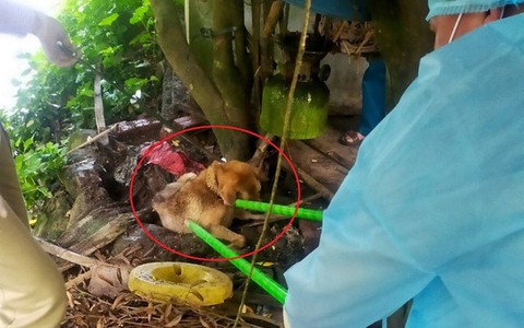 Sau vụ chó dại cắn 14 người, Quảng Ninh huy động hàng chục nghìn liều vắc xin tiêm phòng cho chó mèo