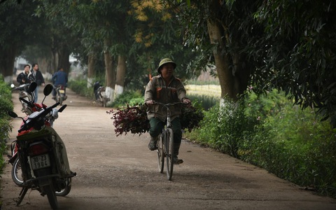 Không khí tại 1 trong những vựa hoa lớn nhất Hà Nội ra sao trước ngày 8/3?