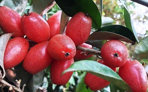 Tác dụng chữa bệnh của cây nhót