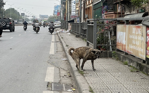 Phát hoảng vì chó không rọ mõm thả rông nơi công cộng ở Hà Nội